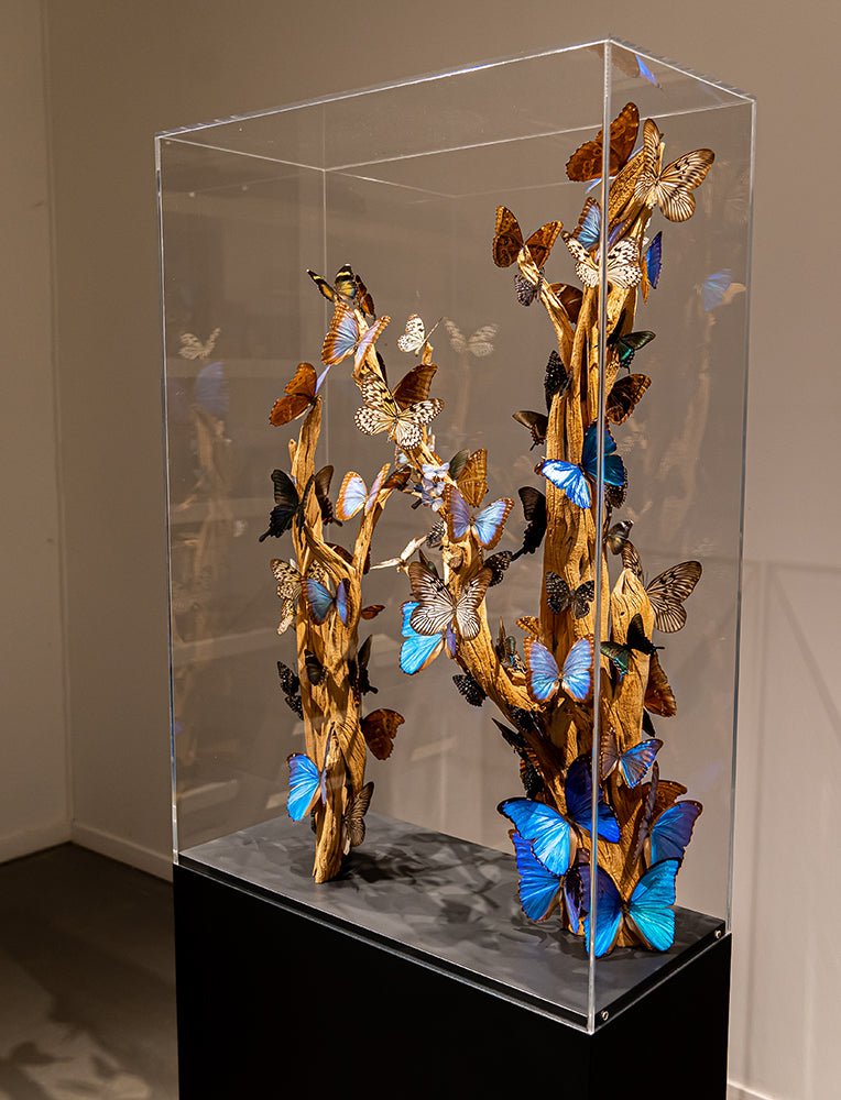Butterfly box -box_22