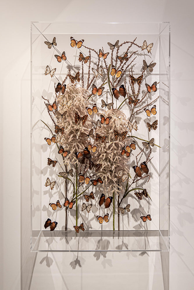 Carolien butterflybox III_23