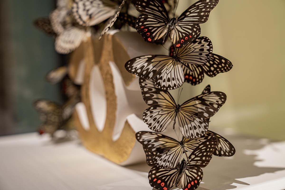 Madame Butterfly_augustus 2024_30