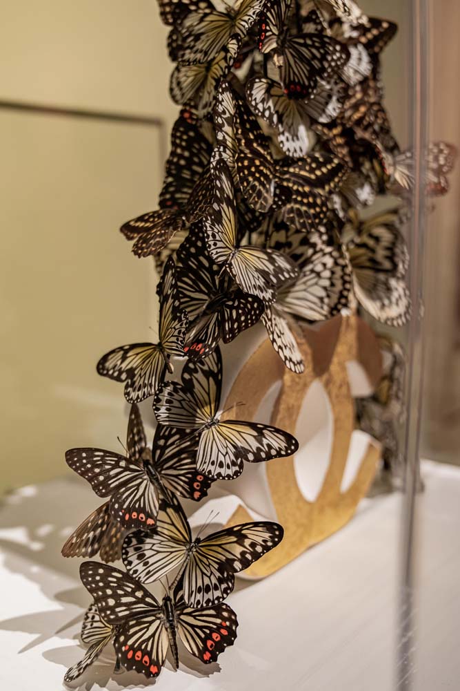 Madame Butterfly_augustus 2024_32