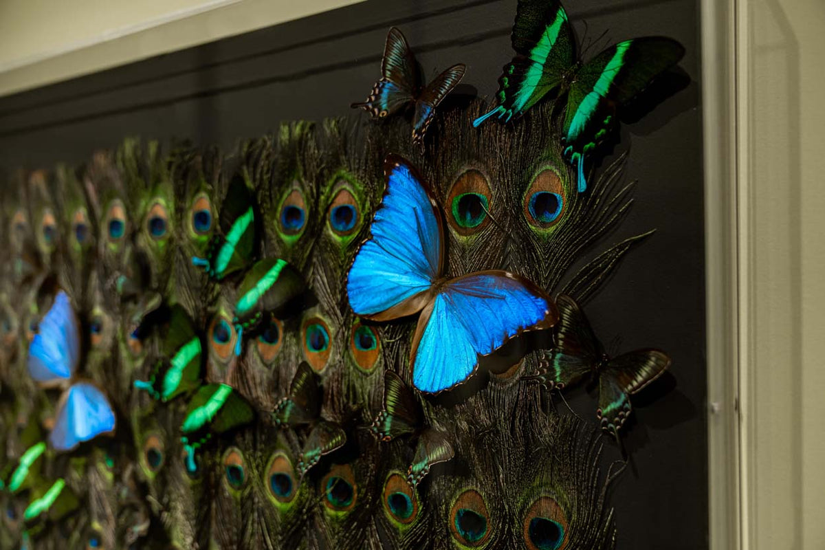 SON peacock 2 2025_10