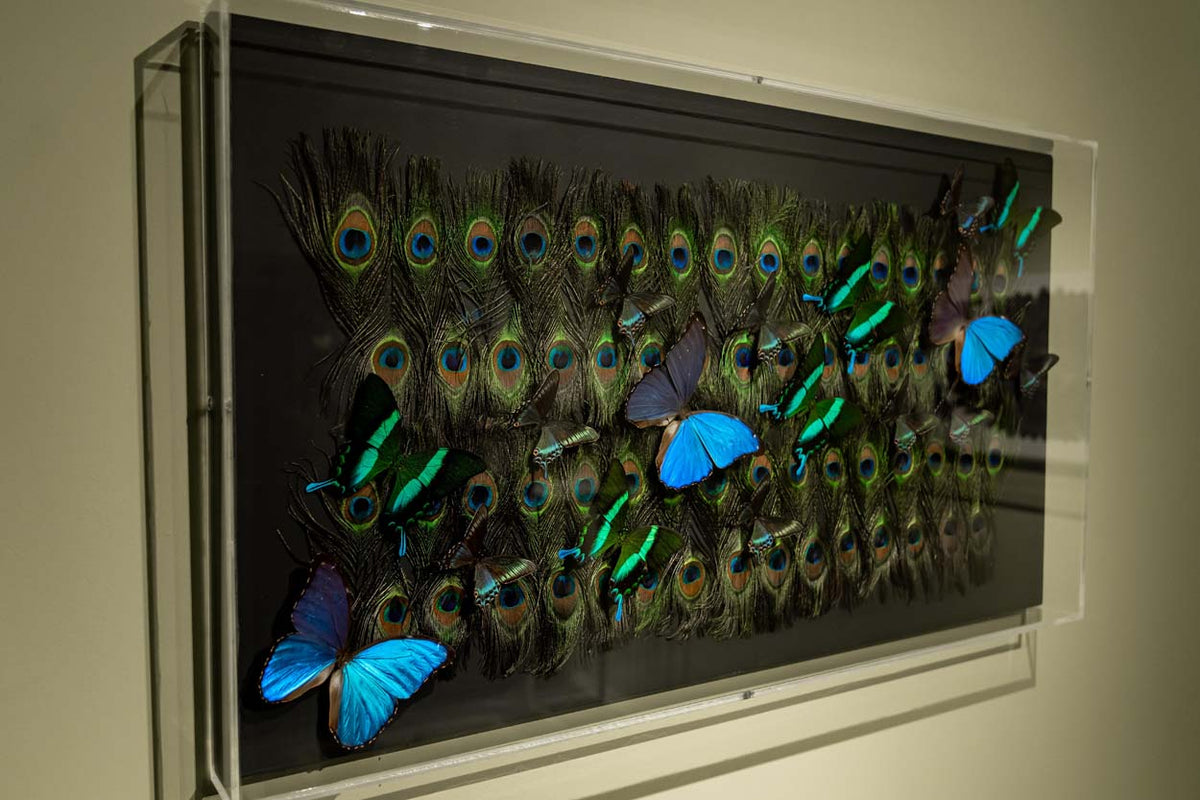SON peacock 6 2025_14
