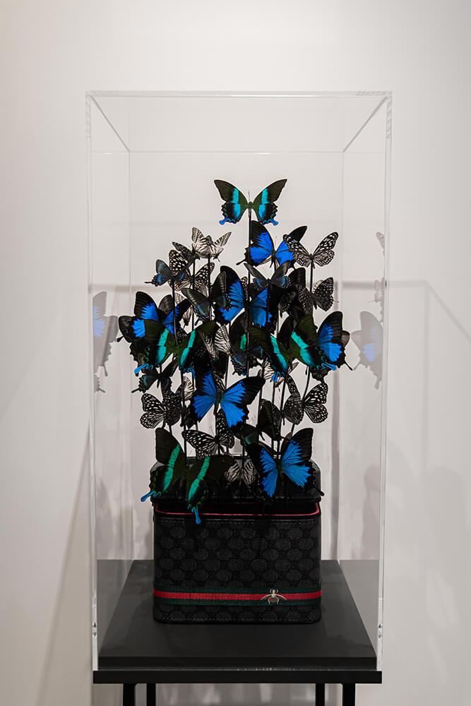 Beauty Butterfly II – Madame Butterfly by Carolien Bosch