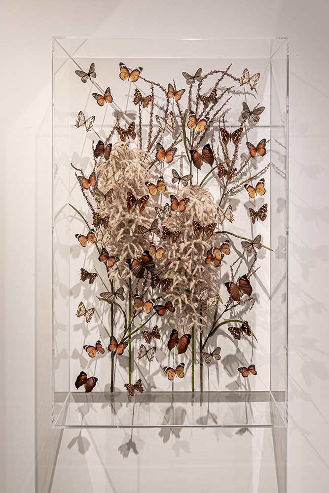 Autumn III – Madame Butterfly