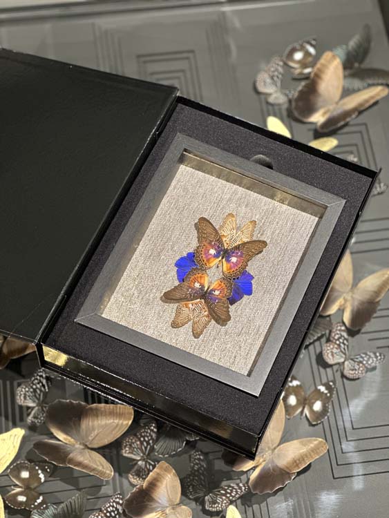 Blue & Brown Special I – Madame Butterfly by Carolien Bosch