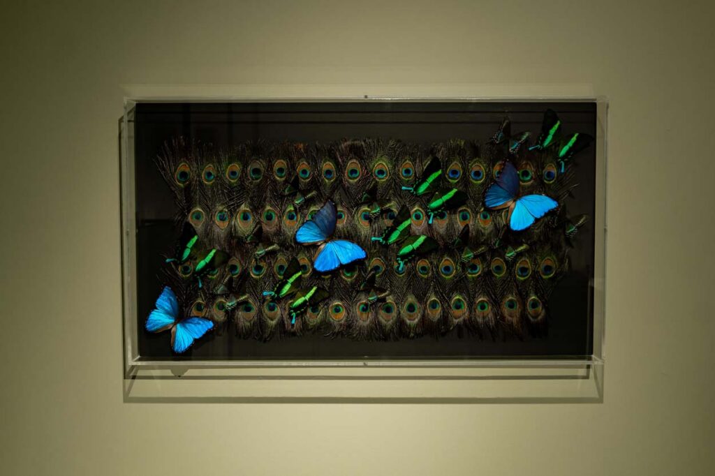 Peacock- Carolien Bosch